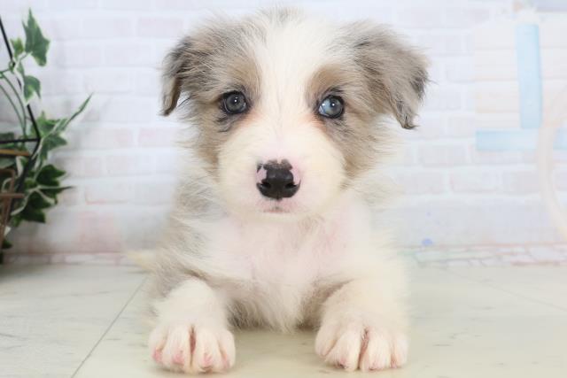 ボーダーコリー