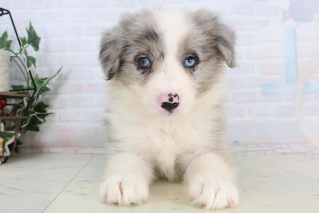 福岡県のボーダーコリー (Coo&RIKUゆめタウン飯塚店/2026年1月19日生まれ/女の子/ブルーマール)の子犬