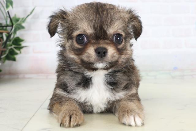 チワワ（ロングコート）