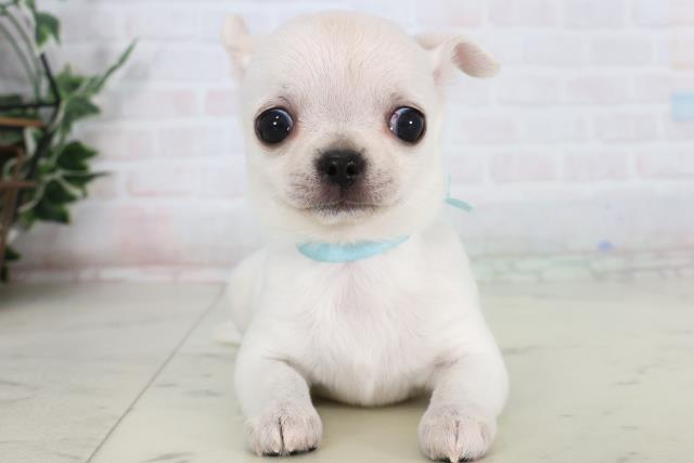 福岡県のチワワ(スムース) (Coo&RIKUゆめタウン飯塚店/2026年1月15日生まれ/男の子/ホワイトクリーム)の子犬