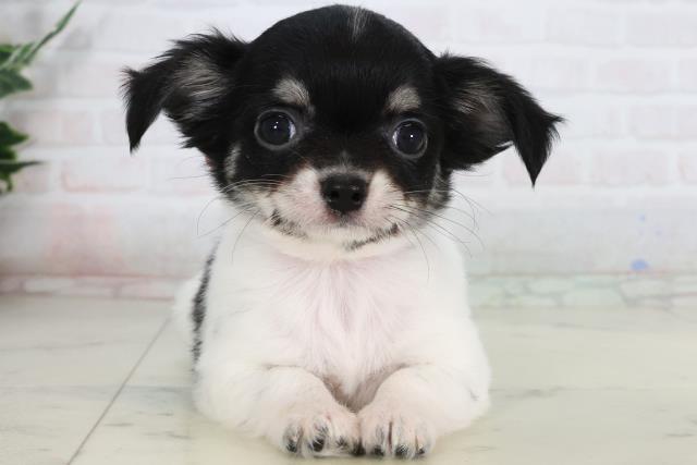 チワワ（ロングコート）