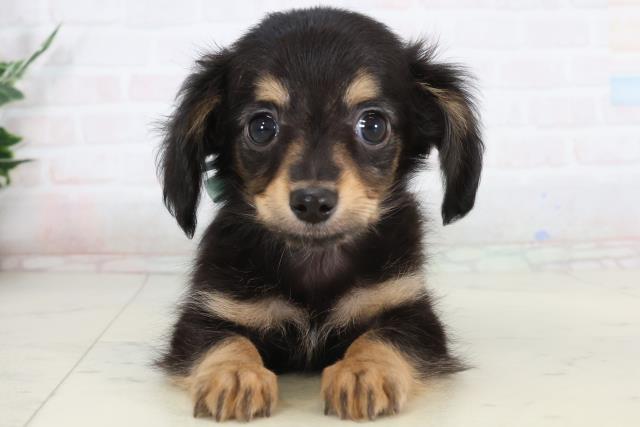 福岡県のチワックス(チワワ×ダックス) (Coo&RIKU行橋店/2026年1月14日生まれ/男の子/ブラックタン)の子犬