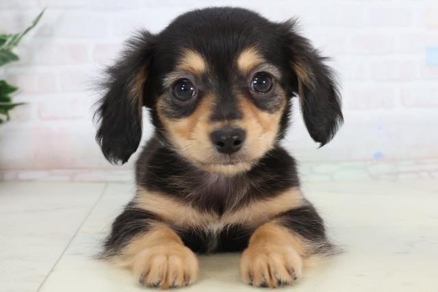 福岡県のチワックス(チワワ×ダックス) (Coo&RIKUフォレストシティ春日店/2026年1月14日生まれ/男の子/ブラックタン)の子犬