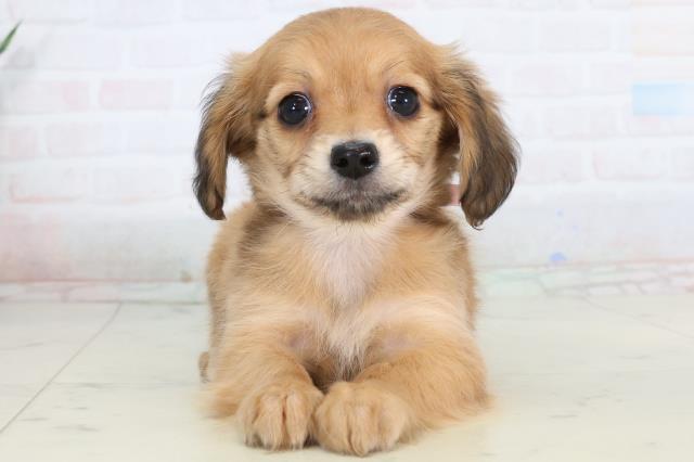 福岡県のチワックス(チワワ×ダックス) (Coo&RIKUゆめタウン飯塚店/2026年1月14日生まれ/女の子/シェーデットレッド)の子犬