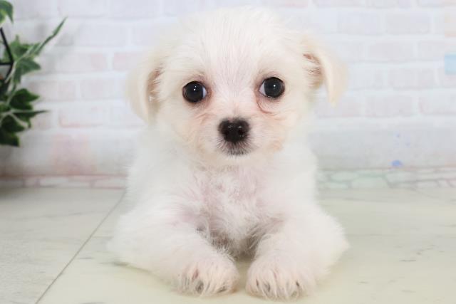 福岡県のチワマル/マルチワ(チワワ×マルチーズ) (Coo&RIKU福岡東店/2026年1月20日生まれ/男の子/ホワイトクリーム)の子犬