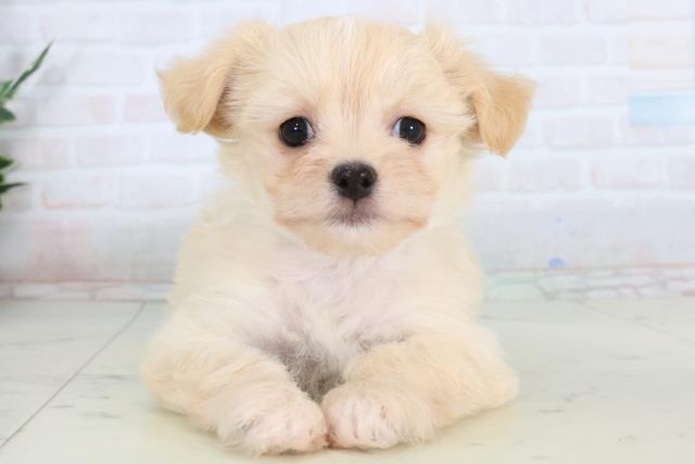 福岡県のチワマル/マルチワ(チワワ×マルチーズ) (Coo&RIKU福岡西店/2026年1月20日生まれ/男の子/クリーム)の子犬の1枚目の画像