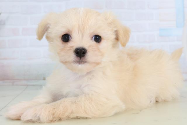 福岡県のチワマル/マルチワ(チワワ×マルチーズ) (Coo&RIKU福岡西店/2026年1月20日生まれ/男の子/クリーム)の子犬の3枚目の画像