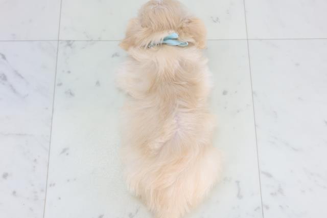 福岡県のチワマル/マルチワ(チワワ×マルチーズ) (Coo&RIKU福岡西店/2026年1月20日生まれ/男の子/クリーム)の子犬の4枚目の画像