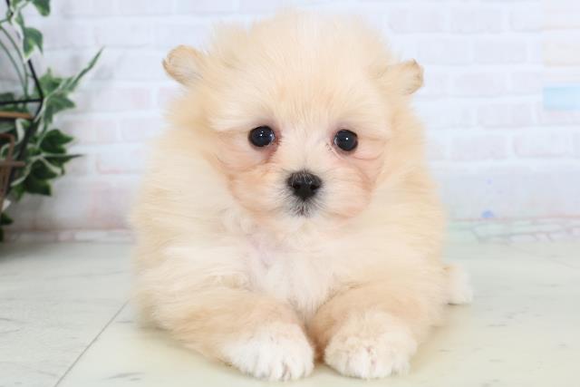 福岡県のポメマル/マルポメ(ポメラニアン×マルチーズ) (Coo&RIKU福岡東店/2026年1月20日生まれ/男の子/クリームホワイト)の子犬