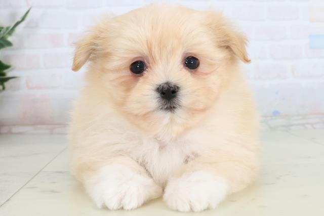 福岡県のポメマル/マルポメ(ポメラニアン×マルチーズ) (Coo&RIKUフォレストシティ春日店/2026年1月20日生まれ/男の子/クリームホワイト)の子犬