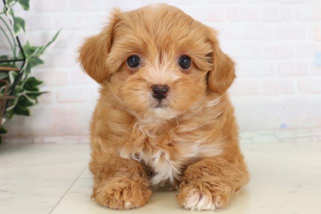 福岡県のチワプー/プーチー(チワワ×プードル) (Coo&RIKU黒崎店/2026年1月20日生まれ/男の子/レッドホワイト)の子犬