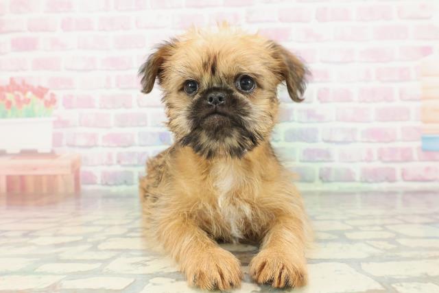 ブリュッセル・グリフォン