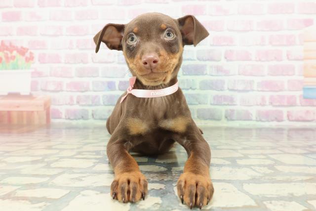東京都のミニチュアピンシャー (Coo&RIKU武蔵小山店/2026年1月19日生まれ/女の子/チョコレートタン)の子犬