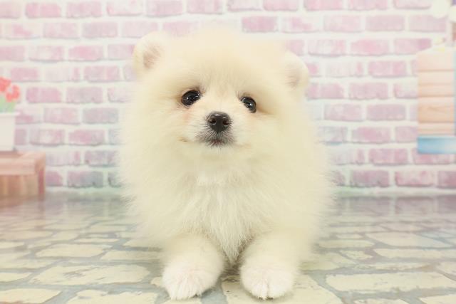 東京都のポメラニアン (Coo&RIKU新宿三丁目店/2026年1月18日生まれ/女の子/クリーム)の子犬