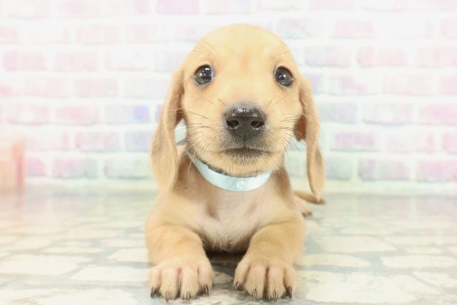 東京都のカニンヘンダックスフンド(スムース) (Coo&RIKU新宿三丁目店/2026年1月18日生まれ/男の子/レッド)の子犬