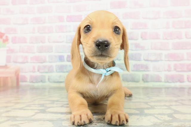 東京都のカニンヘンダックスフンド(スムース) (Coo&RIKU下北沢店/2026年1月18日生まれ/男の子/レッド)の子犬