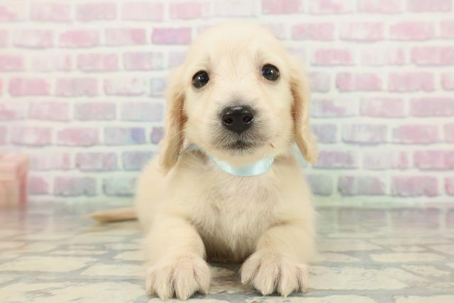 ミニチュア・ダックスフンド