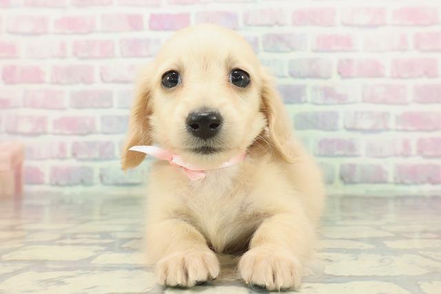 東京都のミニチュアダックスフンド(ロング) (Coo&RIKU新宿三丁目店/2026年1月21日生まれ/女の子/イエロー)の子犬