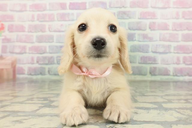 東京都のミニチュアダックスフンド(ロング) (Coo&RIKU下北沢店/2026年1月21日生まれ/女の子/イエロー)の子犬