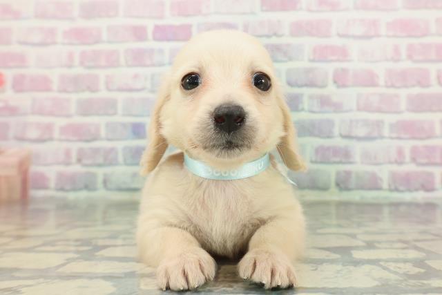 ミニチュア・ダックスフンド