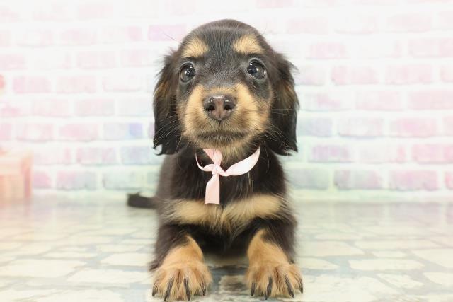 埼玉県のカニンヘンダックスフンド(ロング) (Coo&RIKU所沢店/2026年1月21日生まれ/女の子/ブラックタン)の子犬