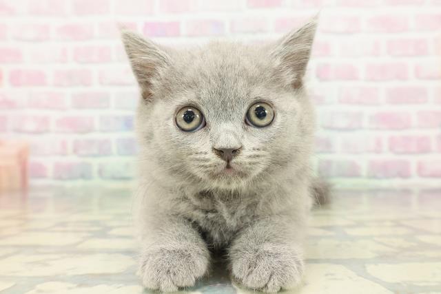 埼玉県のブリティッシュショートヘアー (Coo&RIKU所沢店/2026年1月15日生まれ/男の子/ブルー)の子猫