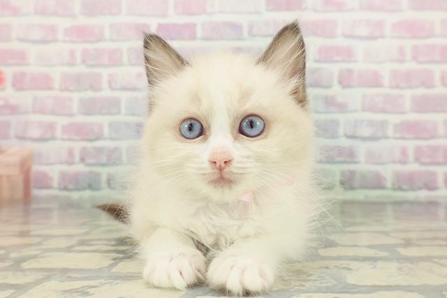 神奈川県のラグドール (Coo&RIKU日吉店/2026年1月19日生まれ/女の子/シールポイントバイカラー)の子猫の1枚目の画像