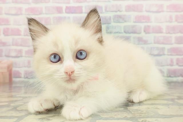 神奈川県のラグドール (Coo&RIKU日吉店/2026年1月19日生まれ/女の子/シールポイントバイカラー)の子猫の2枚目の画像