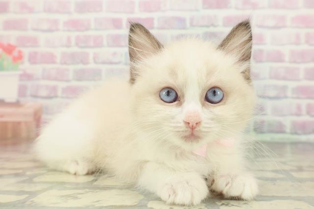 神奈川県のラグドール (Coo&RIKU日吉店/2026年1月19日生まれ/女の子/シールポイントバイカラー)の子猫の3枚目の画像