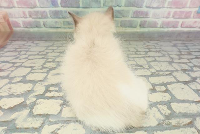 神奈川県のラグドール (Coo&RIKU日吉店/2026年1月19日生まれ/女の子/シールポイントバイカラー)の子猫の4枚目の画像