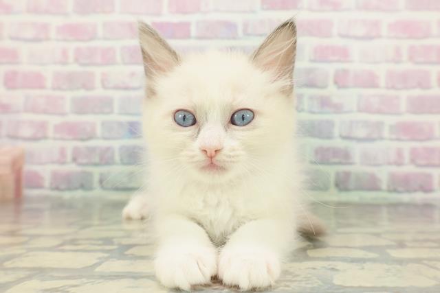 千葉県のラグドール (Coo&RIKUアクロスモール新鎌ケ谷店/2026年1月19日生まれ/女の子/ブルーポイントバイカラー)の子猫の1枚目の画像