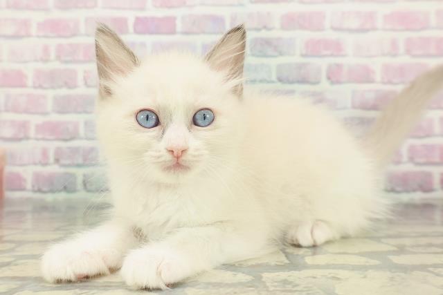 千葉県のラグドール (Coo&RIKUアクロスモール新鎌ケ谷店/2026年1月19日生まれ/女の子/ブルーポイントバイカラー)の子猫の2枚目の画像