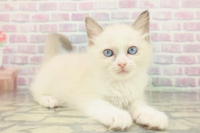 千葉県のラグドール (Coo&RIKUアクロスモール新鎌ケ谷店/2026年1月19日生まれ/女の子/ブルーポイントバイカラー)の子猫の3枚目の画像