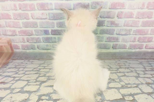 千葉県のラグドール (Coo&RIKUアクロスモール新鎌ケ谷店/2026年1月19日生まれ/女の子/ブルーポイントバイカラー)の子猫の4枚目の画像