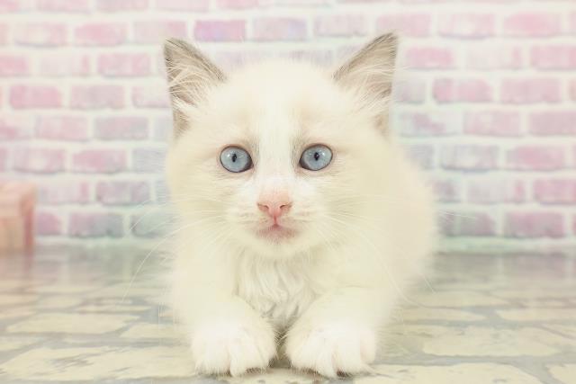茨城県のラグドール (Coo&RIKUMEGAドン・キホーテ勝田店/2026年1月19日生まれ/女の子/ブルーポイントバイカラー)の子猫の1枚目の画像