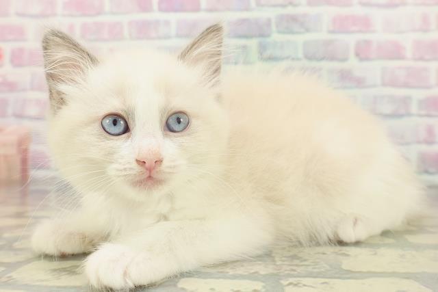 茨城県のラグドール (Coo&RIKUMEGAドン・キホーテ勝田店/2026年1月19日生まれ/女の子/ブルーポイントバイカラー)の子猫の2枚目の画像
