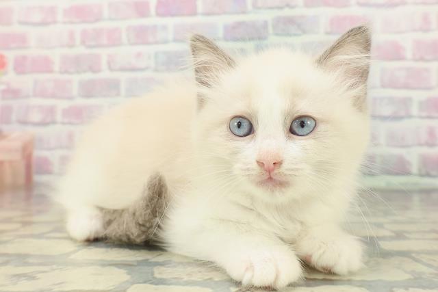 茨城県のラグドール (Coo&RIKUMEGAドン・キホーテ勝田店/2026年1月19日生まれ/女の子/ブルーポイントバイカラー)の子猫の3枚目の画像