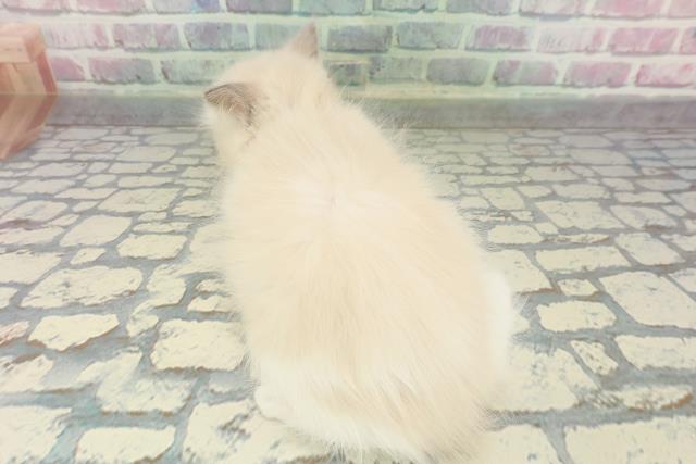 茨城県のラグドール (Coo&RIKUMEGAドン・キホーテ勝田店/2026年1月19日生まれ/女の子/ブルーポイントバイカラー)の子猫の4枚目の画像