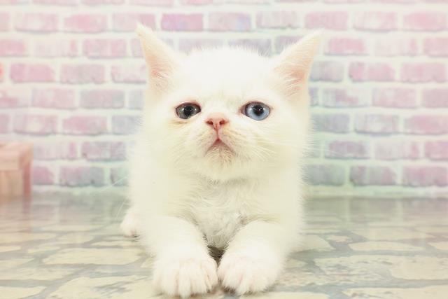 ミヌエット（長足）