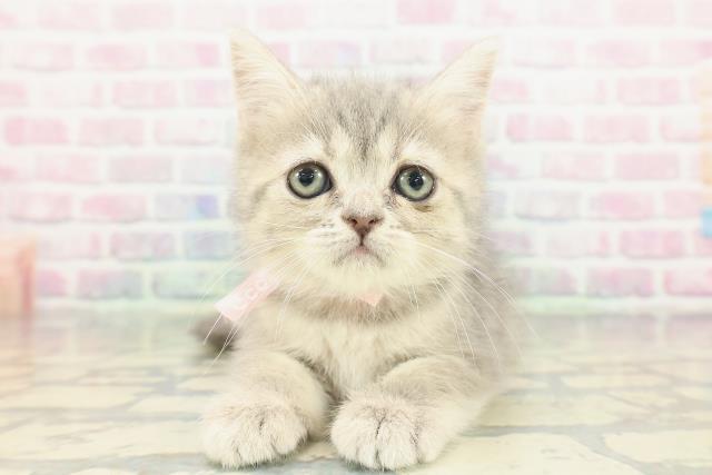 東京都のミヌエット (Coo&RIKU板橋店/2026年1月17日生まれ/女の子/ブルータビー)の子猫