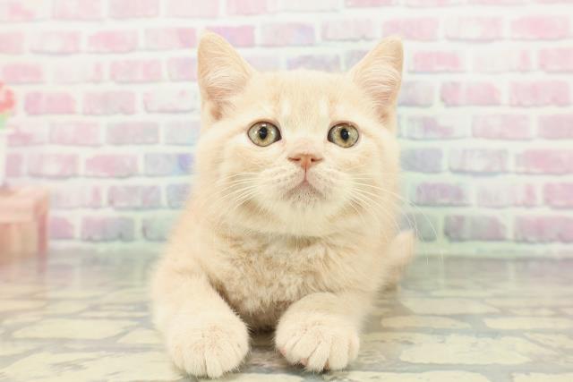 埼玉県のブリティッシュショートヘアー (Coo&RIKUヤオコー幸手店/2026年1月7日生まれ/男の子/クリームタビー)の子猫