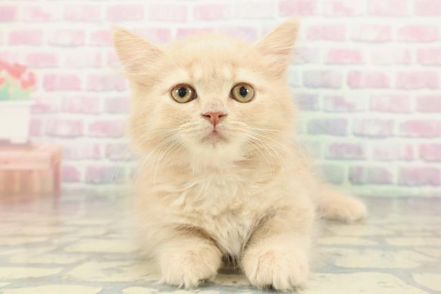 静岡県のブリティッシュロングヘアー (Coo&RIKU浜松店/2026年1月7日生まれ/女の子/クリームタビー)の子猫の1枚目の画像