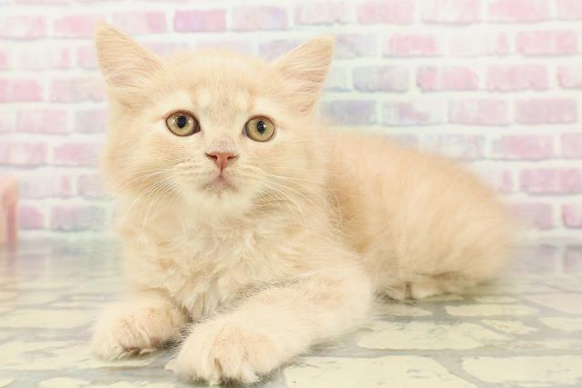 静岡県のブリティッシュロングヘアー (Coo&RIKU浜松店/2026年1月7日生まれ/女の子/クリームタビー)の子猫の2枚目の画像