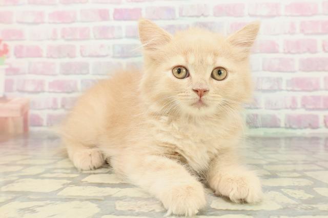 静岡県のブリティッシュロングヘアー (Coo&RIKU浜松店/2026年1月7日生まれ/女の子/クリームタビー)の子猫の3枚目の画像