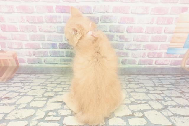 静岡県のブリティッシュロングヘアー (Coo&RIKU浜松店/2026年1月7日生まれ/女の子/クリームタビー)の子猫の4枚目の画像