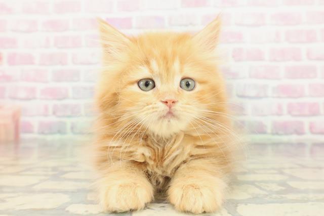 東京都のラガマフィン (Coo&RIKU八王子西店/2026年1月16日生まれ/女の子/レッドタビー)の子猫の1枚目の画像