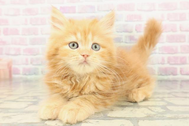 東京都のラガマフィン (Coo&RIKU八王子西店/2026年1月16日生まれ/女の子/レッドタビー)の子猫の2枚目の画像