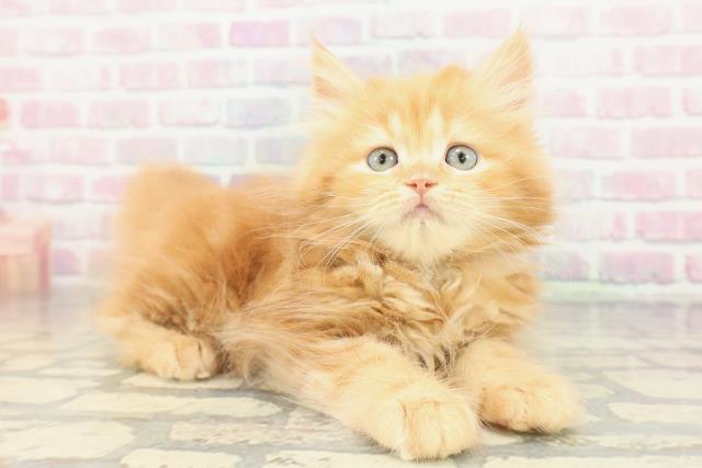 東京都のラガマフィン (Coo&RIKU八王子西店/2026年1月16日生まれ/女の子/レッドタビー)の子猫の3枚目の画像