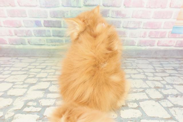 東京都のラガマフィン (Coo&RIKU八王子西店/2026年1月16日生まれ/女の子/レッドタビー)の子猫の4枚目の画像