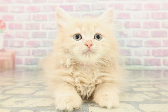 東京都のラガマフィン (Coo&RIKU立川店/2026年1月16日生まれ/女の子/クリームタビー)の子猫の1枚目の画像